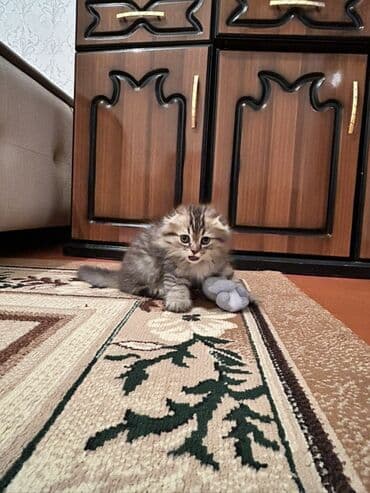 pişiy pulsuz: Şotland uzun tüklü, Erkək — 6