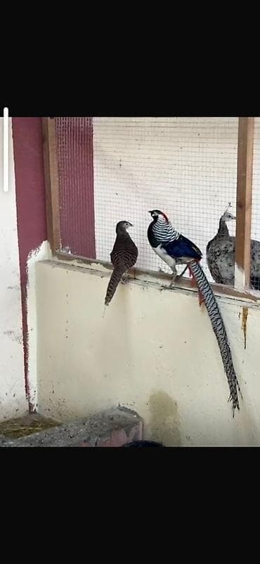 Quş əti: Almaz yumurtasi 10 manata — 4