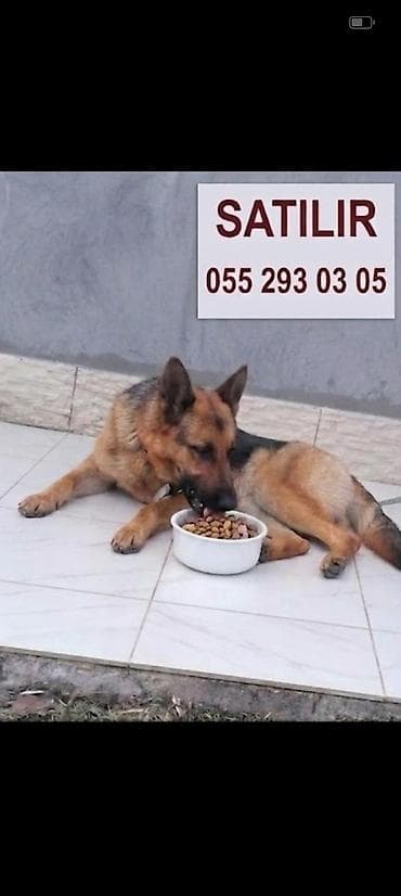 Alman çoban iti, 8 ay, Dişi, Peyvəndli