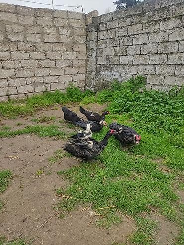 4disi 17 manat biri iki Erkey zumurut Macar Erkey 40real alıcıya