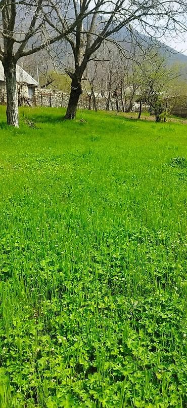 недвижимость в баку: 10 соток, Для сельского хозяйства, Купчая — 3