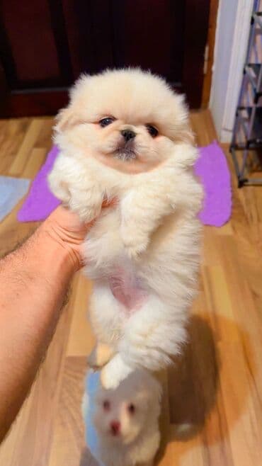 İtlər: Pekines, 5 ay, Dişi, Peyvəndli, Ünvandan götürmə, Pulsuz çatdırılma — 1