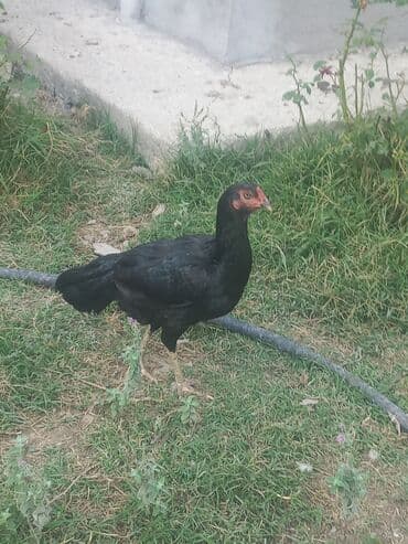 cins inekler: Toyuq, Ətlik — 7