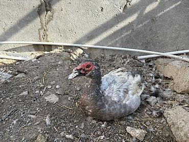 satdig quslar: Erkək, | Lal ördək, Ətlik, Ödənişli çatdırılma — 1