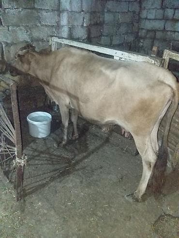 at satışları: Dişi, il: 3, 240 kq, Damazlıq, Südlük — 2