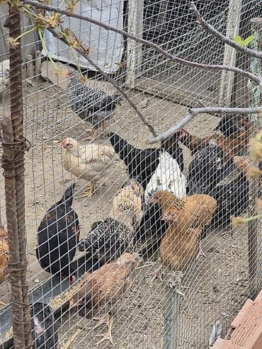 toyug xoruz: Məhsul: Ev quşları (toyuq, xoruz və hind toyuğu/ferma quşları) — 4