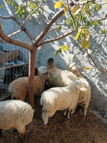 keçi satılır: Qoyun sürüsü satılır Hamısı erkek dir cekisi biri 54 kl o birleri 34 — 4