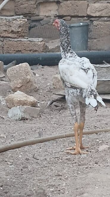 simmental inək cinsi: Toyuq, Damazlıq, Ünvandan götürmə — 6