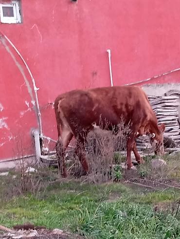 balali inək: Satılır: qara rəngli danalıq inək - Cins: yerli tip, qara rəng, alın — 9