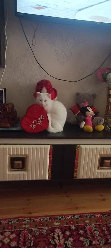 pişik şotland: Şotland — 4