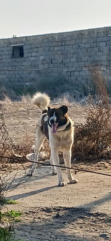 çardaq quşun yuvası: Qurdbasar, 1 il, Erkek, Peyvəndli, Ödənişli çatdırılma — 6