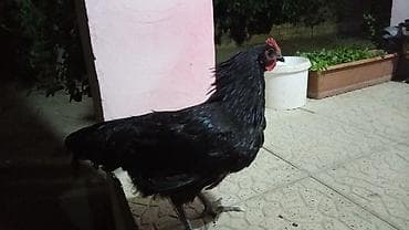 Toyuq, Damazlıq, Ödənişli çatdırılma