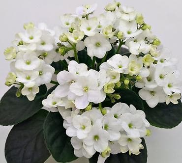 kitayski roza haqqinda: Фиалка Optimara LooXo Luminous — 1