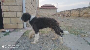 сколько стоит миниатюрный пудель: 1 год, Самец, Самовывоз — 2