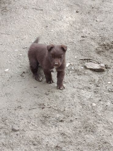 Gəmiricilər: 2 ay, Dişi — 3