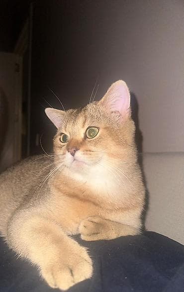 Pişiklər: Qızıl şinşilla — 1