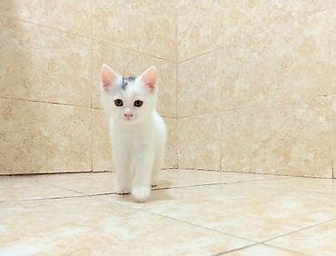 itle qizin seksi: Dişi, Yaxşı əllərə, Ünvandan götürmə — 7