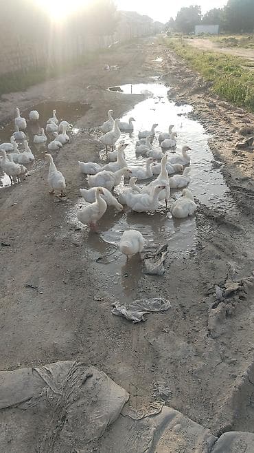 Гуси: Ağ rəngli cücələr – qaz balaları (qaz pişkaları) - Növ: ev qazi - — 5