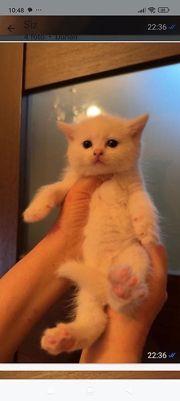 ağ pişik balası: Şotland — 5