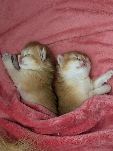 pambıq marojna: Qızıl şinşilla, Dişi — 1