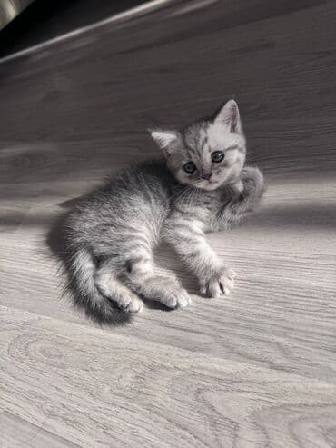 Şotland yastı qulaq, Erkək, Yaxşı əllərə, Ünvandan götürmə, Pulsuz çatdırılma