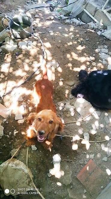 piknes itleri: Koker spaniyel — 4