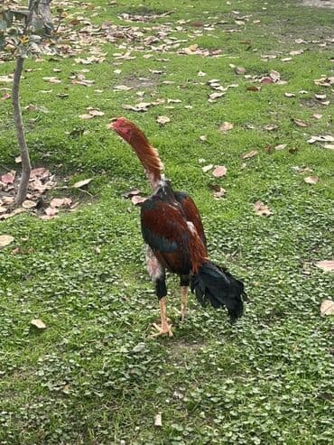 ev heyvan: Heyratı xoruz satılır 1 yaş 3 aylıqdı qəşəy viddi heyvandı təcili pul — 2