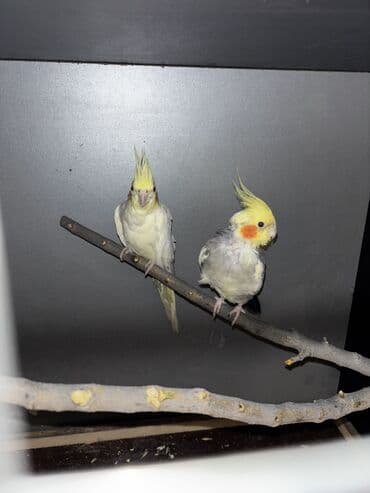 Boşqablar: Hazır cüt quşlardı Erkəymele gelir,elden yem yeyir,başını sığalladır — 1