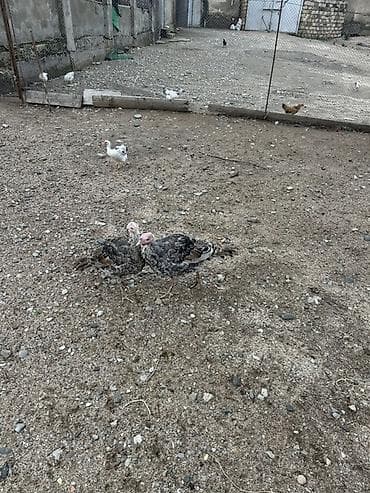 куры тоджон: Куриные цыплята, Для мяса — 7