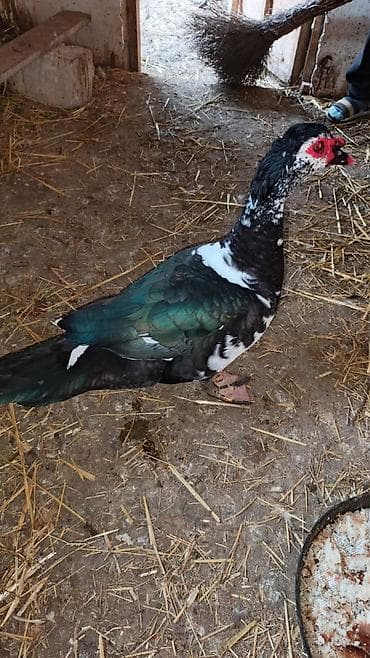 Xoruzlar: Cavan erkek lal ordek boyukdu sekilde kicik dusub 4 kq cekisi var 8 — 2