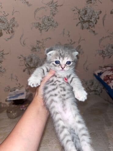 золотая шиншилла котенок: Şotland yastı qulaq, Ünvandan götürmə, Ödənişli çatdırılma — 6