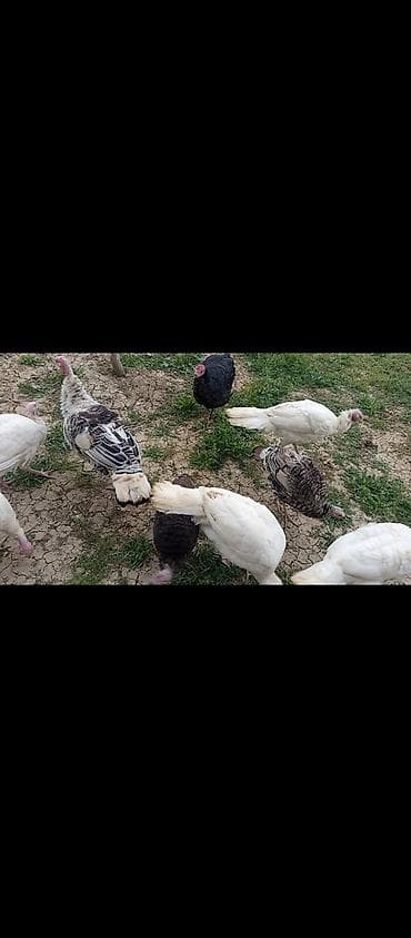 qafqaz coban itləri: Hind toyuqları – müxtəlif rənglərdə - Növ: ev şəraitində bəslənən — 5