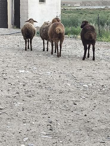 kənd toyuqlarının satışı: 4 eded dişi quzlar saglamdi — 3