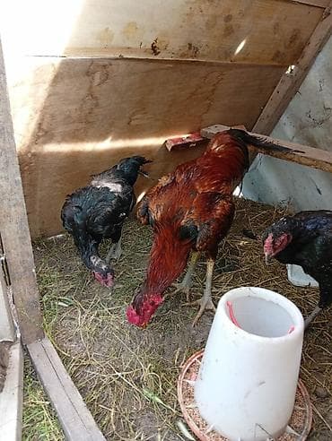 Məhsul: Döyüş tipli xoruz və toyuqlar (yerli qarışıq cins) Təsvir: -