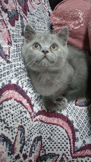 pişik balaları: Şotland, Erkək, Yaxşı əllərə, Ödənişli çatdırılma — 2