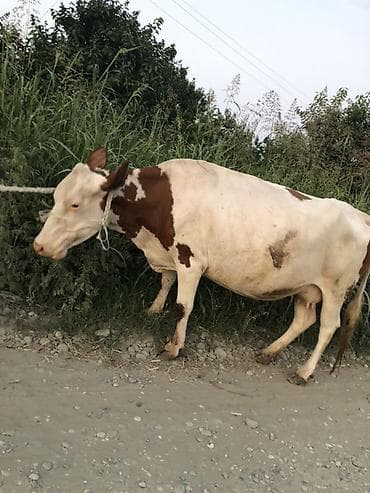 toyuq ucuz qiymete: Süd inəyi – al-qəhvəyi və ağ rəngli, iri bədən quruluşlu — 2