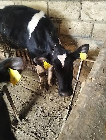 itler pikines type 1: Iki edəd dişi dana biri 7 ayliqdi bir 6ayliqi qiymət ikisinə aidi — 2