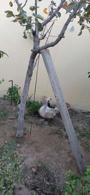 zumrud ordək: Məhsul: Moskovi ördəkləri (iki baş) Xüsusiyyətlər:1 krasnadar erkey — 4