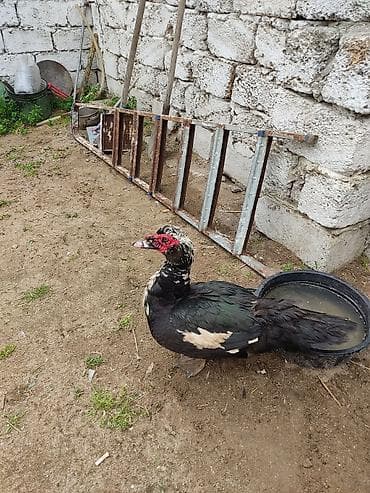 qaz quş: Erkey ordey satlir 30aktiv erkeydi - Cins: Muskoviy (musk) ördəyi - — 1