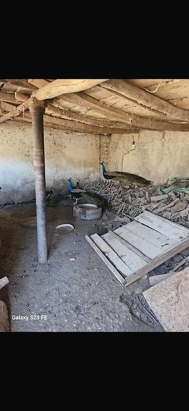 inek sekilleri: Qeyd: Cütü 350 azn Məhsul: Tavus quşları (erkək və dişi fərdlər) — 4