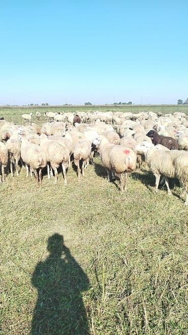 bakida cins ineklerin satisi: Dişi, il: 1, 50 kq, Damazlıq, Ünvandan götürmə — 4