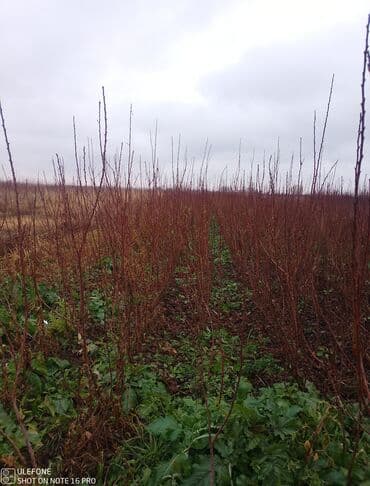 zeytun satilir: Sağlam meyvə tinglərin satişi çatdırılma pulsuz — 4