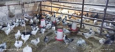 balaca cuce: Toyuq cücələri, Ətlik — 4