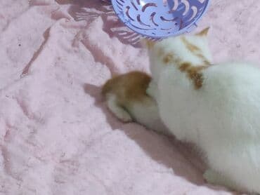 pişik şekileri: Şotland yastı qulaq, Yaxşı əllərə — 6