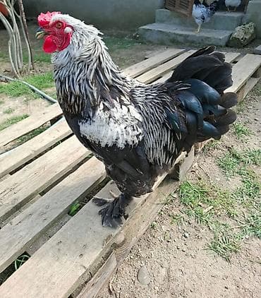 brama buff: Brama xoruzu — 1