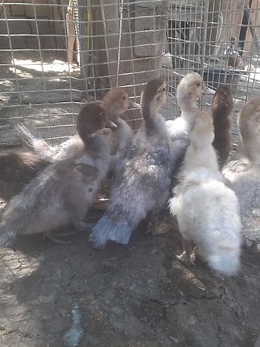 ov tiri satilir: 8 dene ordek bir aylig 7manat. 055 880 85 29. barter yoxdur — 4