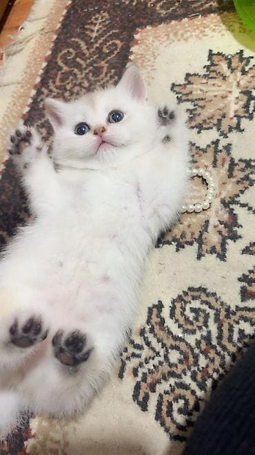 pişiy: British Şotland tipli qızıl rəngli Scottish Fold balası - Cins — 9