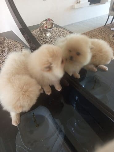 saf qan haski: Şpitz — 4