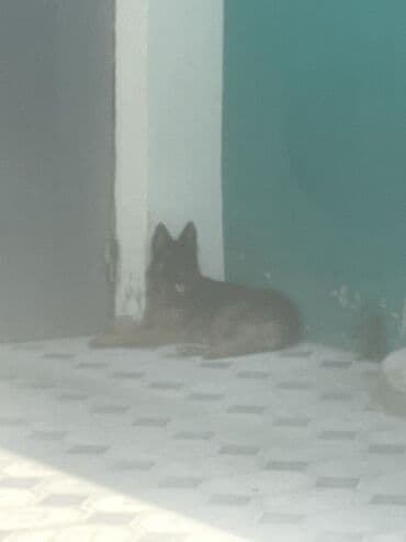 şpiç iti: Alman çoban iti, 1 il, Dişi — 4