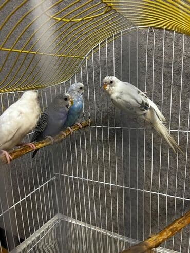 quş yuvalari: Məhsul: Dalmatin və klassik rəng çeşidlərində dalğıç-budaqli dalğalı — 2